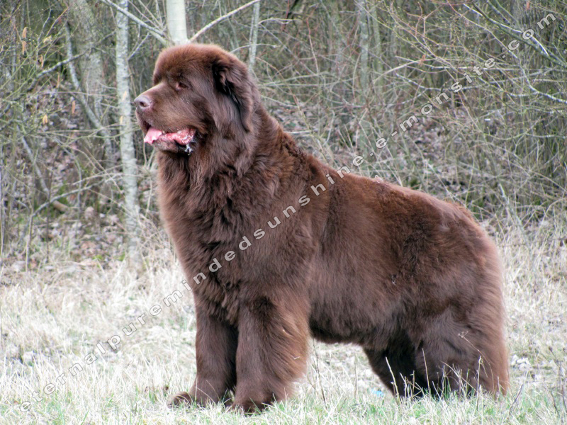 Cookie (Mars 2012)