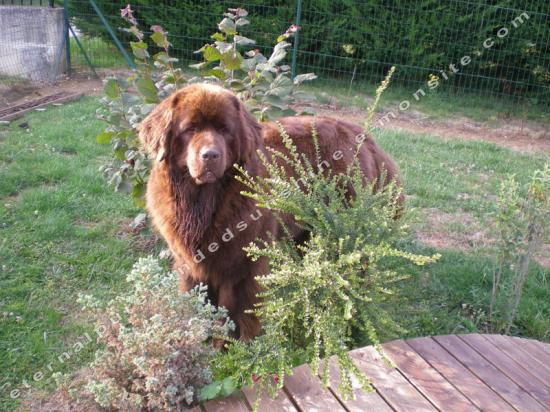 Cookie (août 2010)