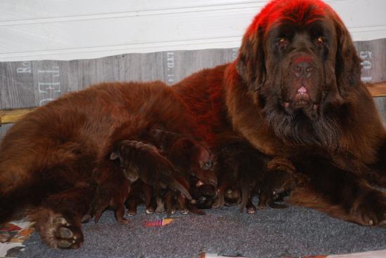 Flamme et ses chiots âgés de 4 jours