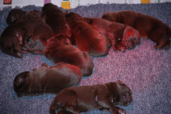 Chiots âgés de 4 jours