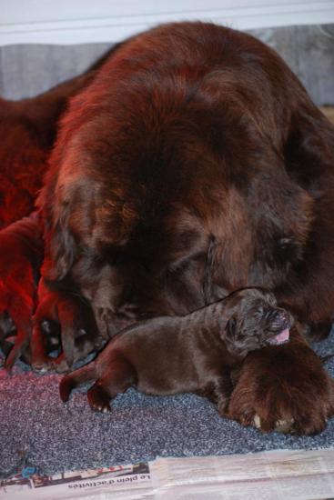 Flamme et 1 chiot à 6 jours